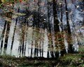Spiegel-Wald